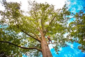 How Our Tree Care Process Works  in  Florence, TX