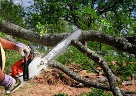 Leaf Removal Services in Florence, TX