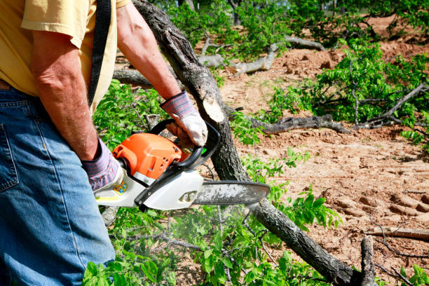 Reliable Florence, TX  Tree Services Solutions